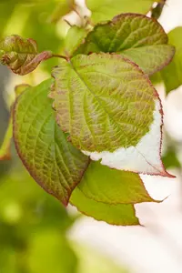 actinidia kolomikta (50- 60cm) - afbeelding 3