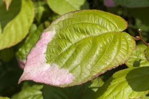 actinidia kolomikta (50- 60cm) - afbeelding 2