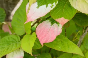 actinidia kolomikta (50- 60cm) - afbeelding 5
