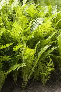 polystichum aculeatum P9 - afbeelding 4