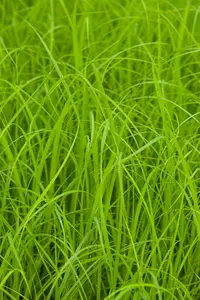 carex acuta ( gracilis) P9 - afbeelding 2
