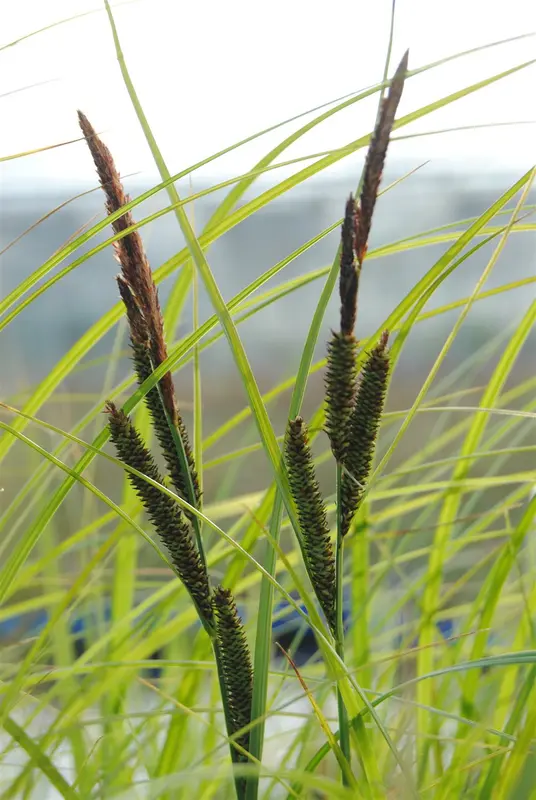 carex acuta ( gracilis) P9 - afbeelding 1