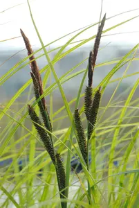 carex acuta ( gracilis) P9 - afbeelding 2