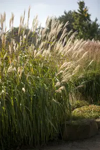 miscanthus sin. 'adagio' P9 - afbeelding 2