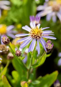 Aster ageratoides 'Adustus Nanus' P9 - afbeelding 2