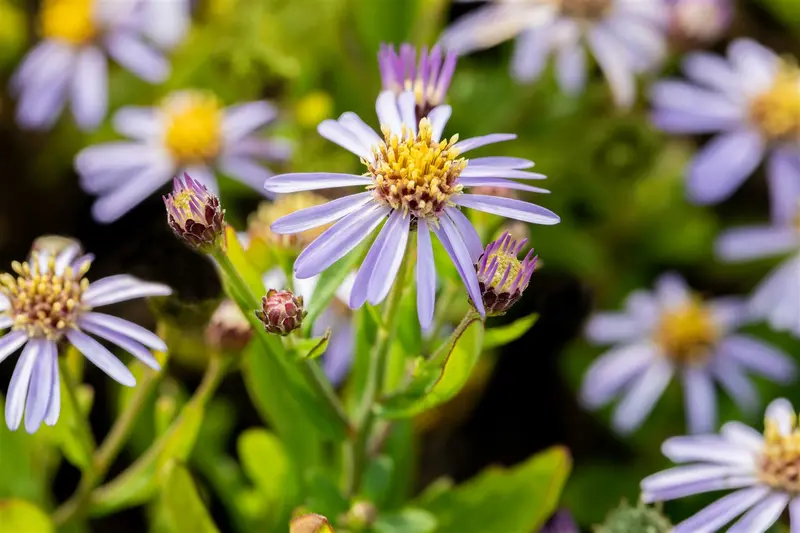Aster ageratoides 'Adustus Nanus' P9 - afbeelding 1