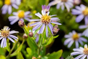 Aster ageratoides 'Adustus Nanus' P9 - afbeelding 2