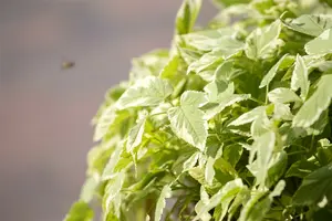 Aegopodium podograria BIOPOT   P7 - afbeelding 3