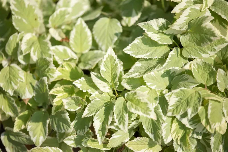 Aegopodium podograria BIOPOT   P7 - afbeelding 1