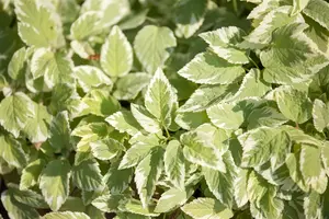 Aegopodium podograria BIOPOT P7