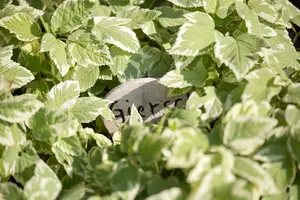 Aegopodium podograria BIOPOT   P7 - afbeelding 2