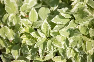 Aegopodium podograria P9 - afbeelding 1