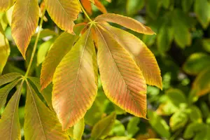 Aesculus flava 10/12 HO C - afbeelding 2