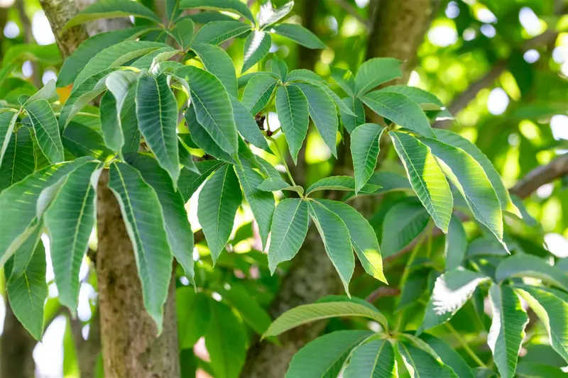 Aesculus flava 10/12 HO C - afbeelding 4