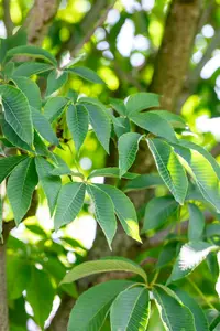 Aesculus flava 12/14 HO C - afbeelding 5