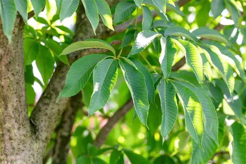 Aesculus flava 14/16 HO C - afbeelding 3