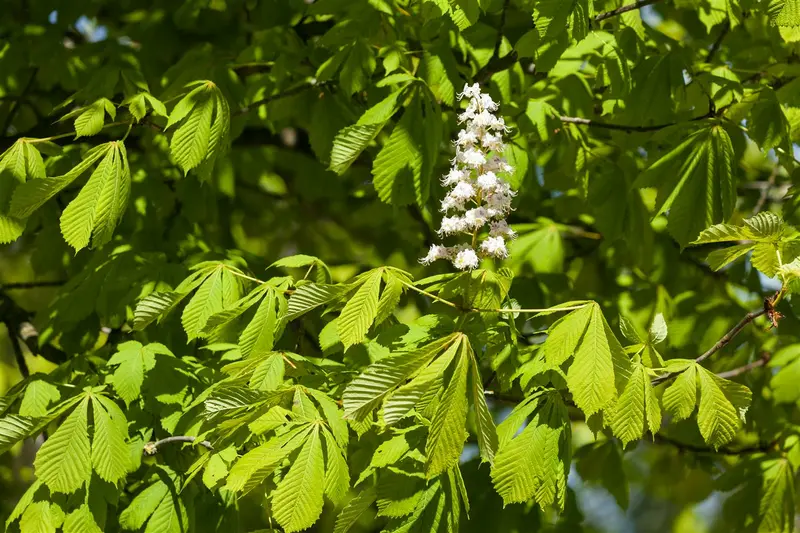 aesculus hipp. 'baumannii' 10/12