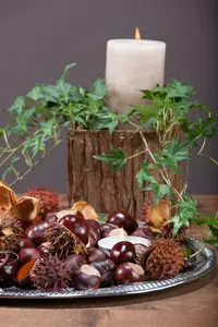 Aesculus hippocastanum 10/12 HO C - afbeelding 3