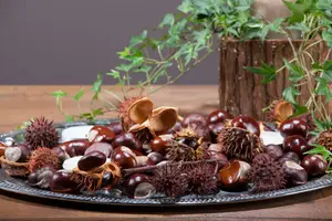 Aesculus hippocastanum 10/12 HO C - afbeelding 2