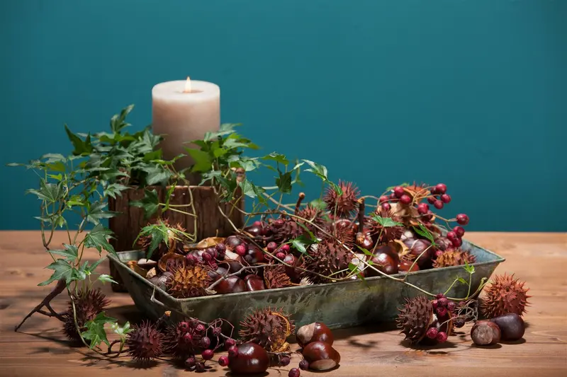 Aesculus hippocastanum 10/12 HO C - afbeelding 4