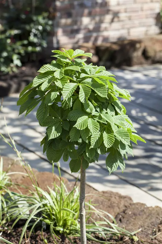 aesculus hippocastanum 8/10 C - afbeelding 5