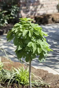 aesculus hippocastanum 8/10 C - afbeelding 5