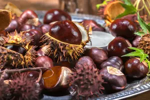 aesculus hippocastanum 8/10 C - afbeelding 5