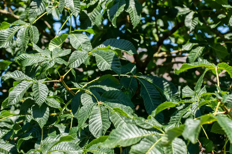 aesculus x carnea 'briotii' 16/18 - afbeelding 1