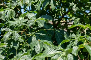 aesculus x carnea 'briotii' 16/18 - afbeelding 5