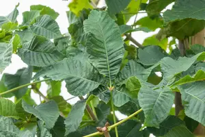 aesculus x carnea 'briotii' 16/18 - afbeelding 3