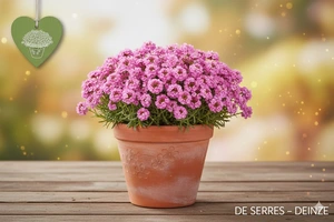 Aethionema armenum 'Warley Rose' P9