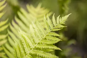 dryopteris affinis P9 - afbeelding 5