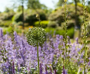 Allium aflatunense P9 - afbeelding 5