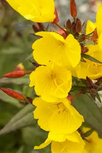 African Sun - afbeelding 2