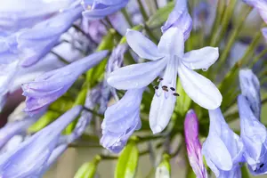 agapanthus africanus C2 - afbeelding 5