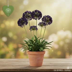 Agapanthus africanus 'Black Pantha'® P9