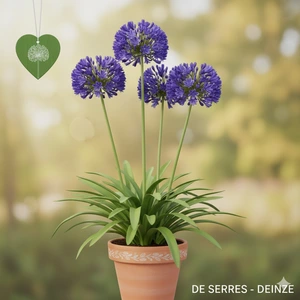 Agapanthus africanus 'Blue Giant' P9
