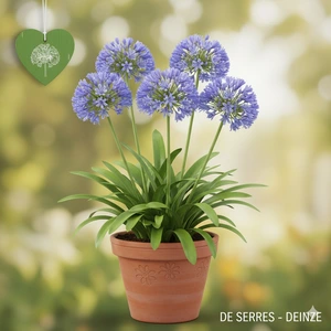 Agapanthus africanus 'Donau' P9