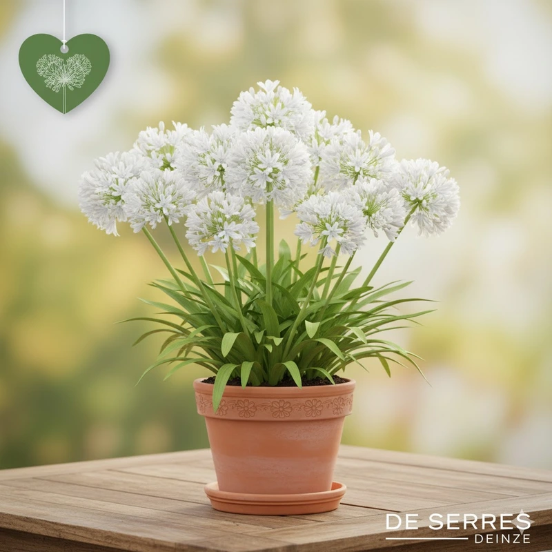 Agapanthus africanus 'Double Diamond' P9