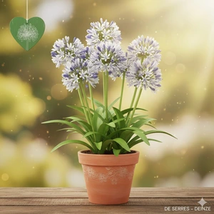 Agapanthus africanus 'Fireworks' P9