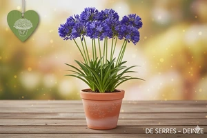 Agapanthus africanus 'Headbourne' P9