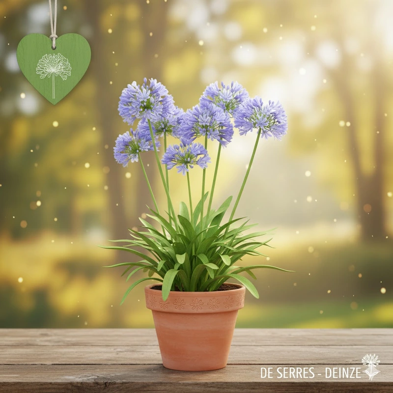 Agapanthus africanus 'Peter Pan' P9