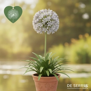 Agapanthus africanus 'Windsor Grey' P9