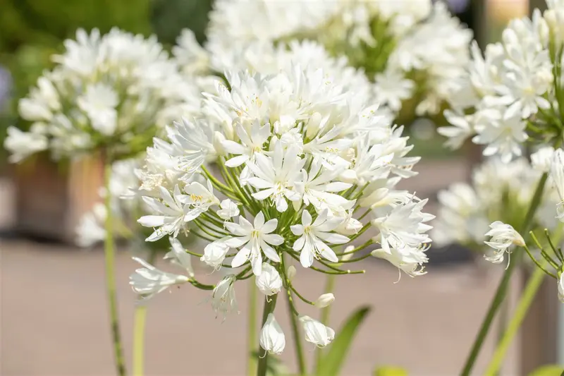 Agapanthus hybr. 'Arctic Star' C2