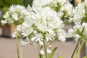 Agapanthus hybr. 'Arctic Star' C2