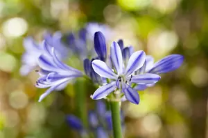 Agapanthus hybr. 'Blue Thunder' C10