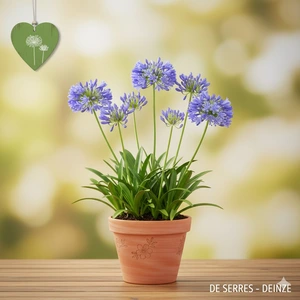 Agapanthus hybride 'Lilliput' P9