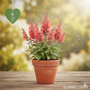 Agastache barberi 'Firebird' P9