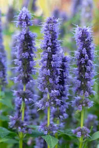Blue Fortune - afbeelding 10