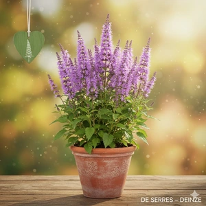 Agastache foeniculum 'Purple Haze' P9